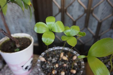 幸運木鐵樹|墨西哥鐵樹 幸運樹盆栽 玉屋 TAMAYA Flowers